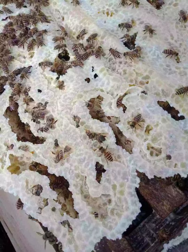 正宗高山土蜂蜜