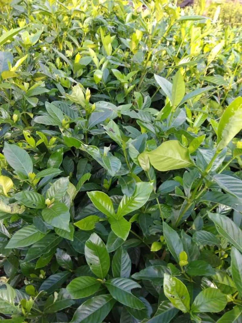 栀子花苗栽地栽庭院小区工程园林绿化