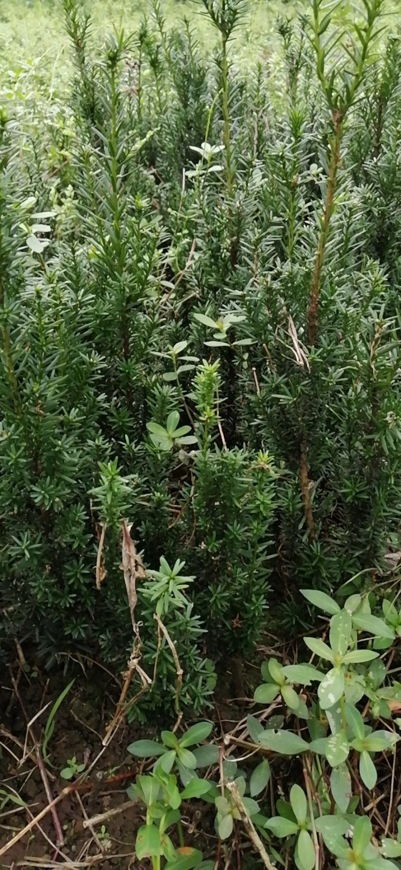 曼地亚红豆杉地苗出售，诚信交易