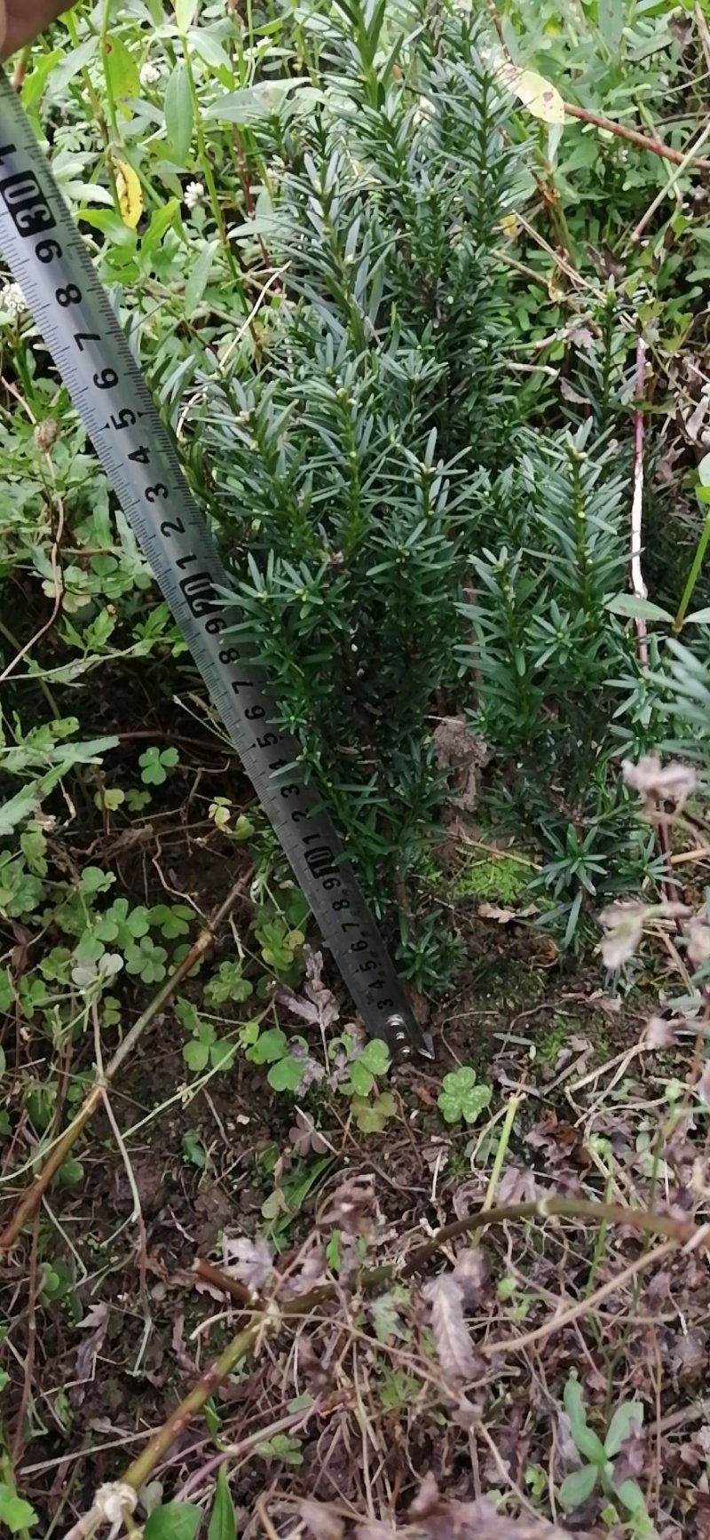 曼地亚红豆杉地苗出售，诚信交易