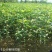 桂花树苗田栽地栽庭院小区行道征地用苗工程园林绿化