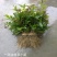 桂花树苗田栽地栽庭院小区行道征地用苗工程园林绿化