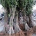 桂花树苗田栽地栽庭院小区行道征地用苗工程园林绿化
