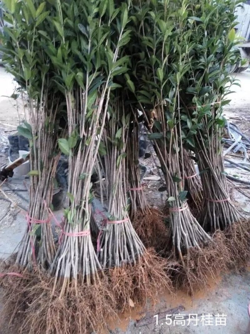 桂花树苗田栽地栽庭院小区行道征地用苗工程园林绿化