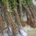 桂花树苗田栽地栽庭院小区行道征地用苗工程园林绿化