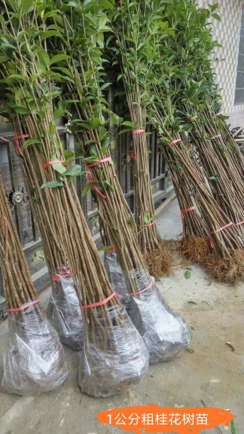 桂花树苗田栽地栽庭院小区行道征地用苗工程园林绿化