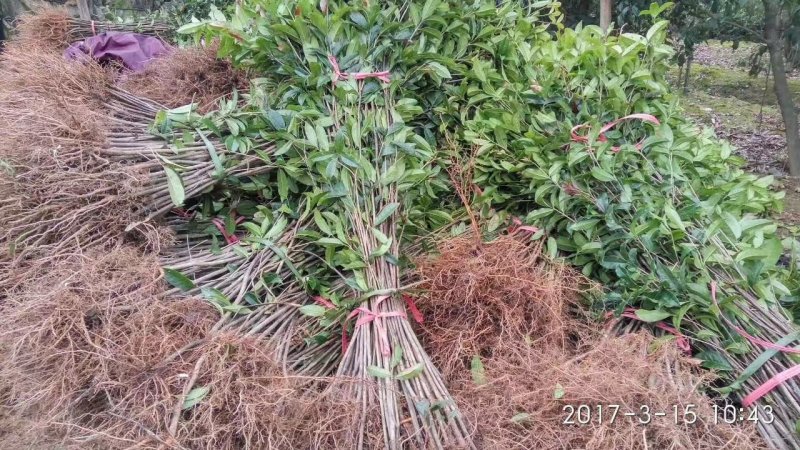 桂花树苗田栽地栽庭院小区行道征地用苗工程园林绿化
