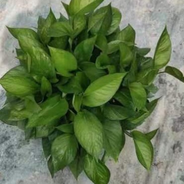 180绿萝
