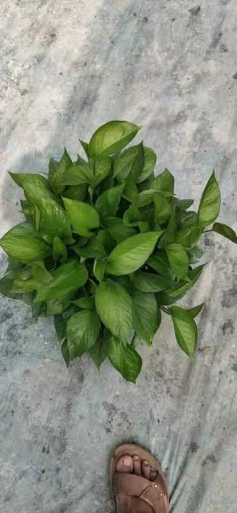 180绿萝