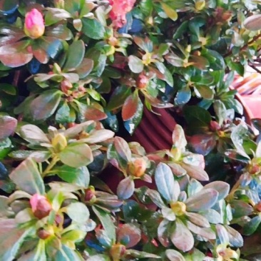杜鹃花有红，白，紫色品种