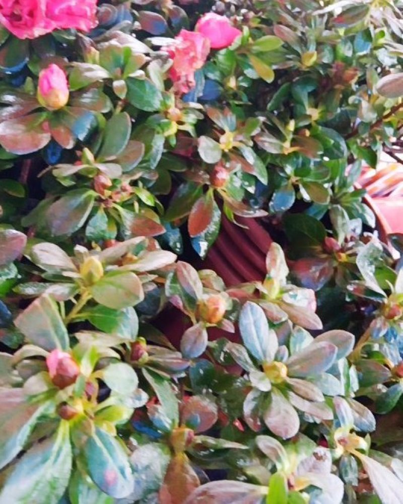 杜鹃花有红，白，紫色品种