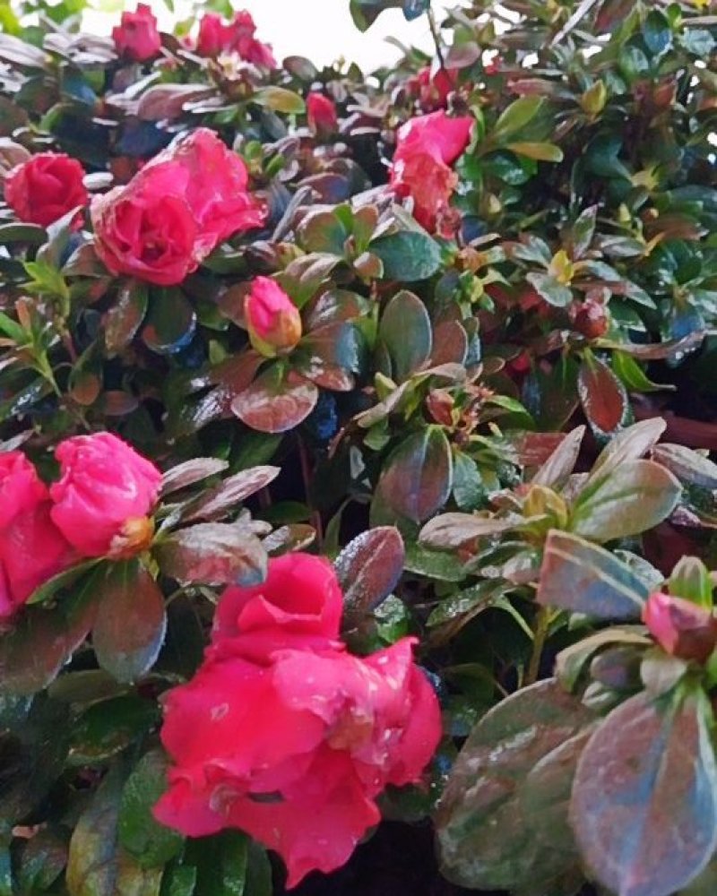 杜鹃花有红，白，紫色品种