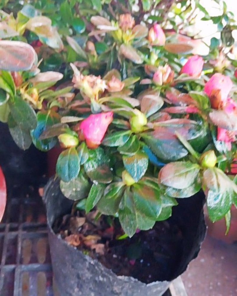 杜鹃花有红，白，紫色品种
