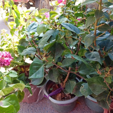 三角梅有红，白，蓝，紫色品种