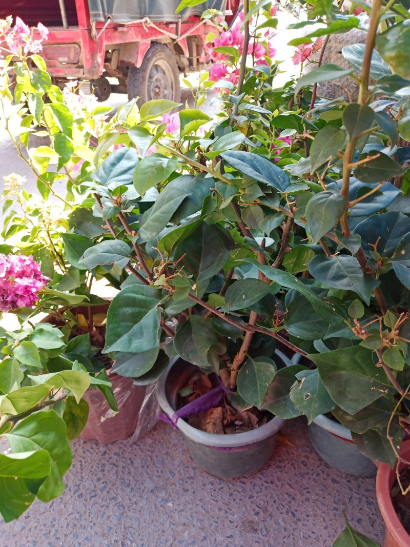 三角梅有红，白，蓝，紫色品种