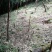 方竹笋