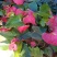 优质纯正品种红掌植物非常漂亮