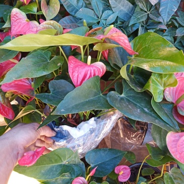 优质纯正品种红掌植物非常漂亮