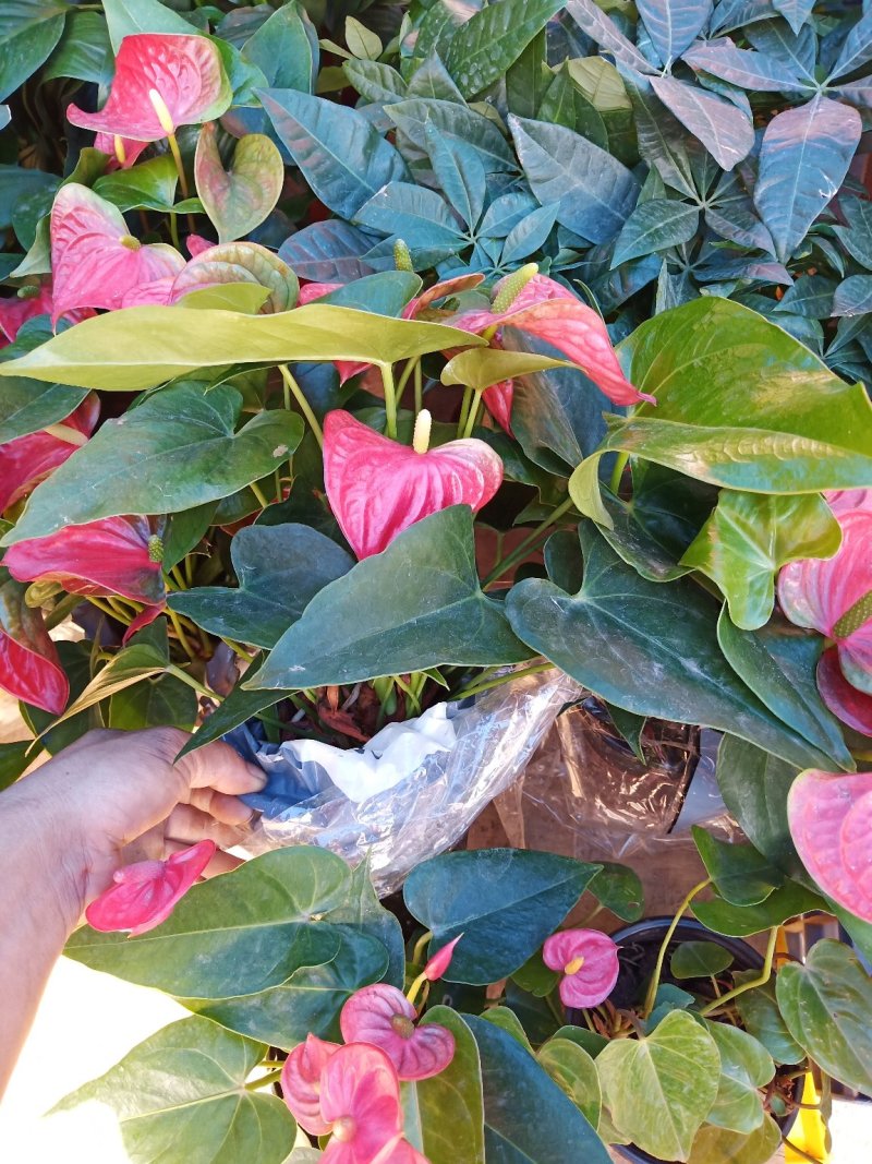 优质纯正品种红掌植物非常漂亮