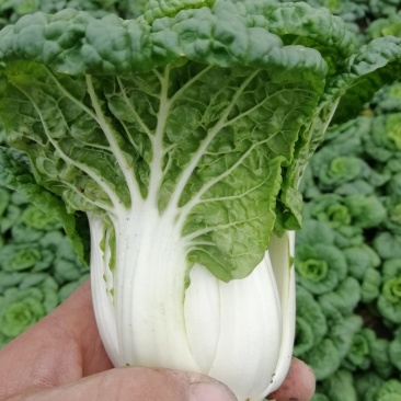 小棵，矮帮黄心菜大量上市！