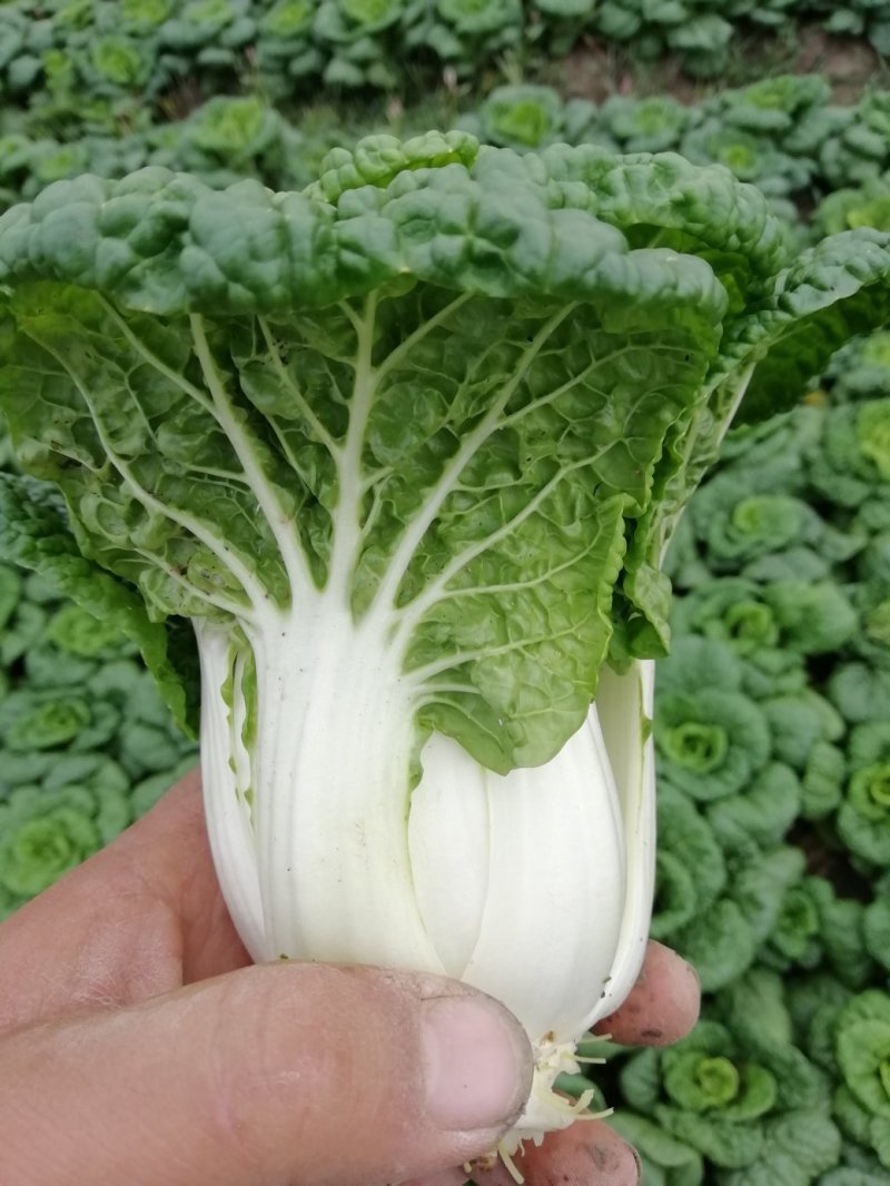 小棵，矮帮黄心菜大量上市！