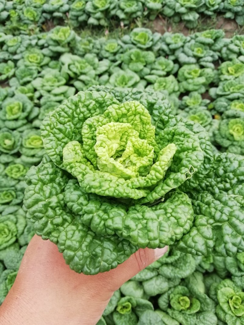 小棵，矮帮黄心菜大量上市！