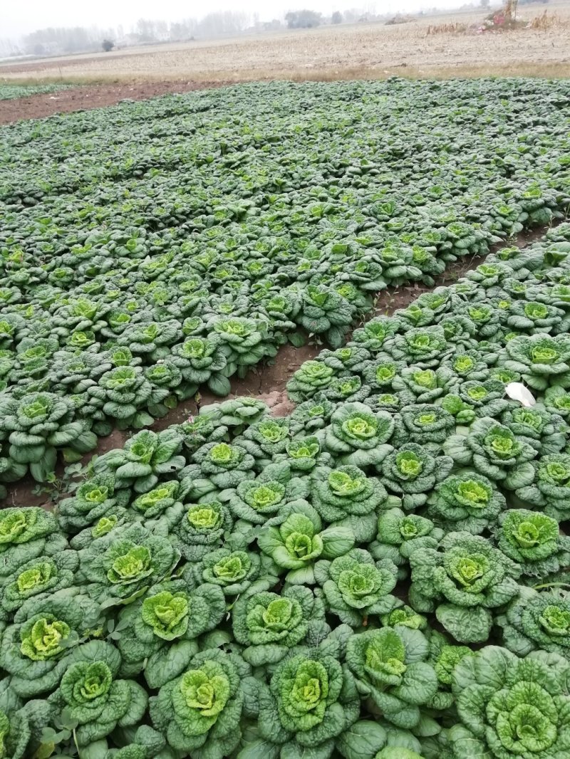 小棵，矮帮黄心菜大量上市！