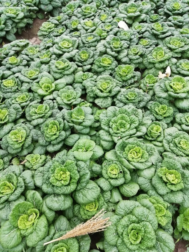 小棵，矮帮黄心菜大量上市！