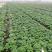 小棵，矮帮黄心菜大量上市！