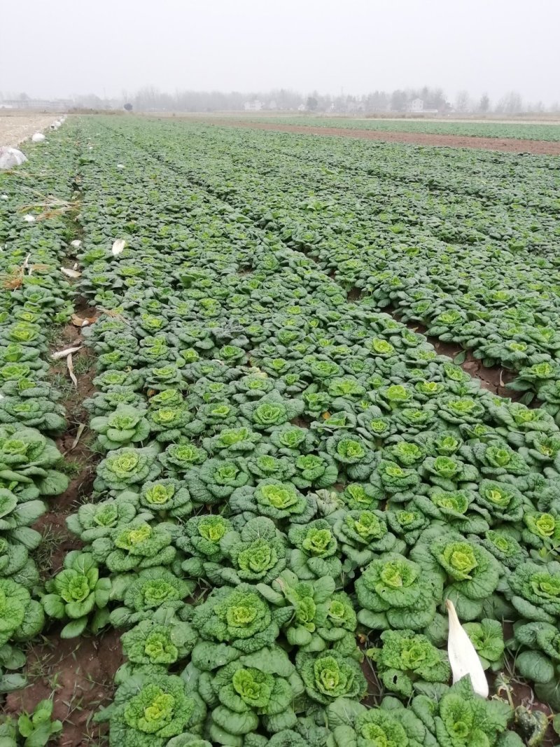 小棵，矮帮黄心菜大量上市！