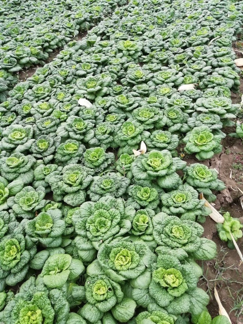 小棵，矮帮黄心菜大量上市！