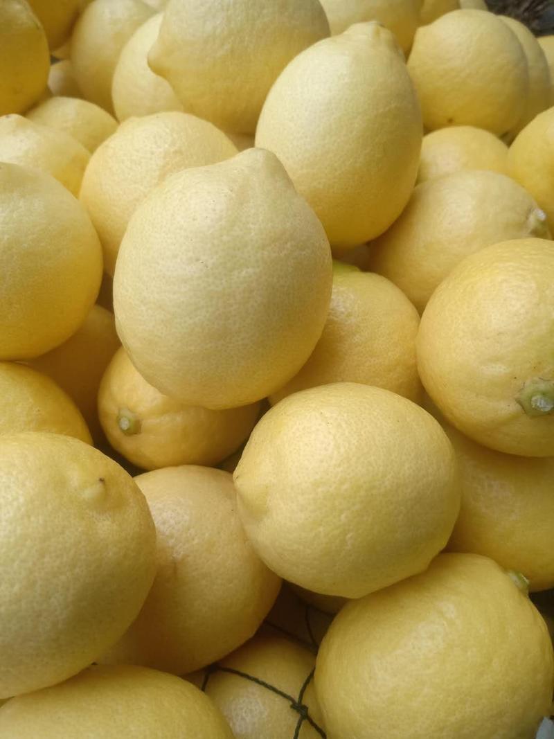 新鲜黄柠檬黄柠檬尤力克柠檬量大批发可详谈