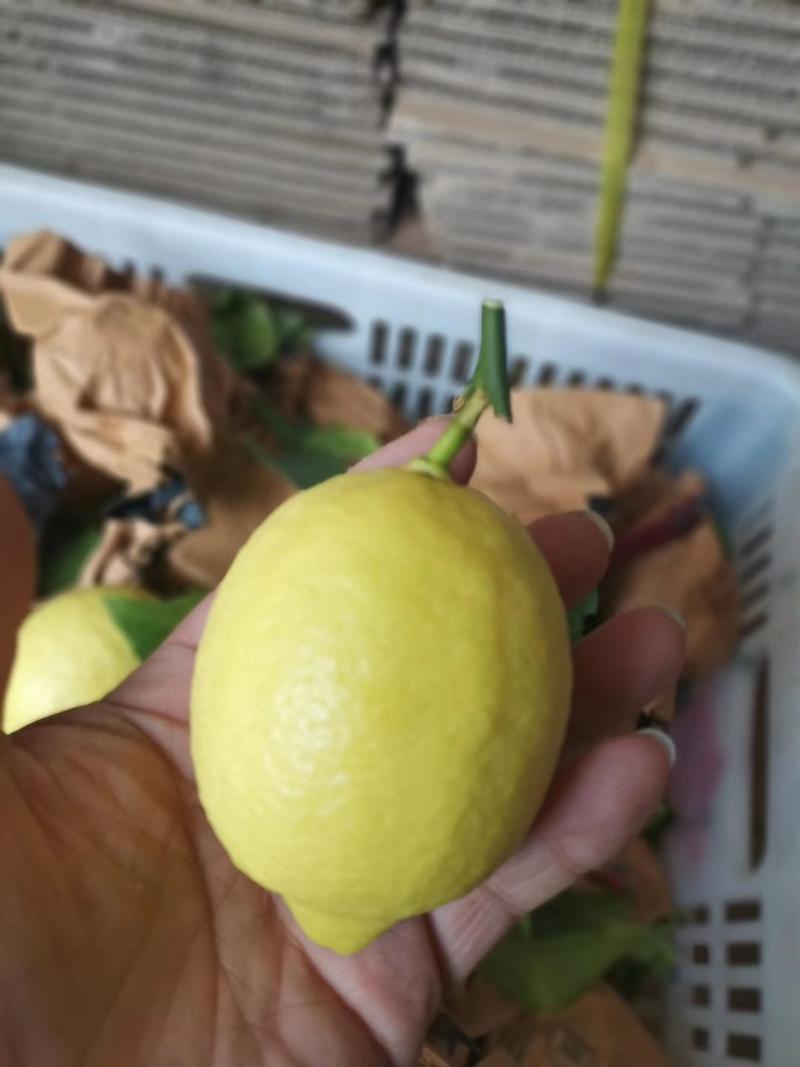 新鲜黄柠檬黄柠檬尤力克柠檬量大批发可详谈