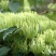 湘蕾金银花苗【顺丰包邮】