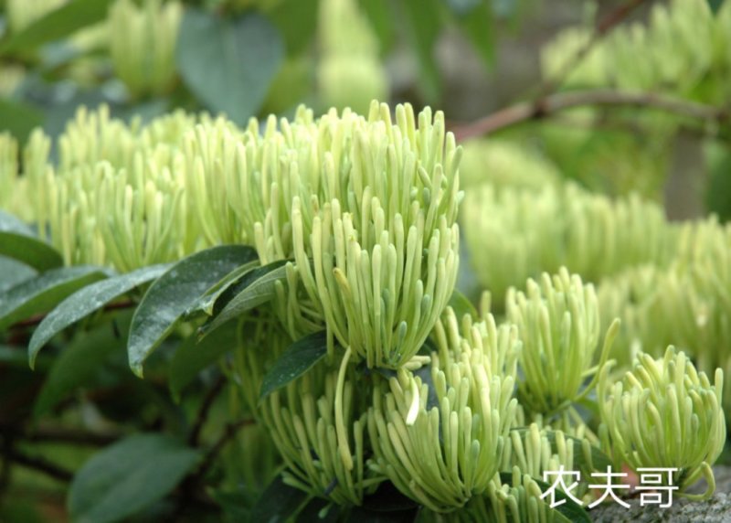 湘蕾金银花苗【顺丰包邮】