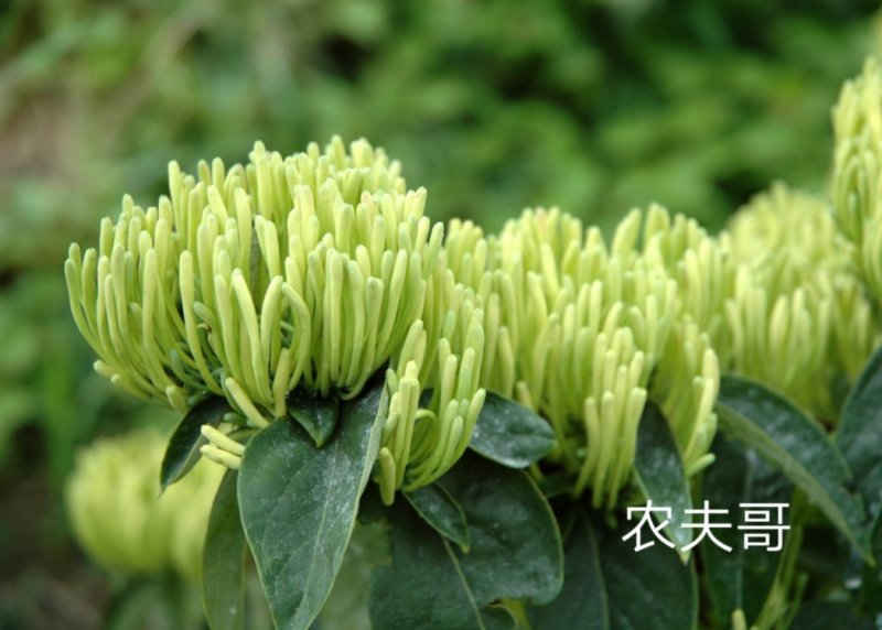 湘蕾金银花苗【顺丰包邮】