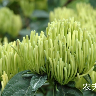 湘蕾金银花苗【顺丰包邮】
