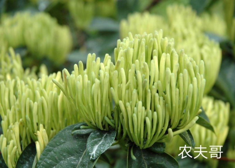 湘蕾金银花苗【顺丰包邮】