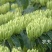 湘蕾金银花苗【顺丰包邮】