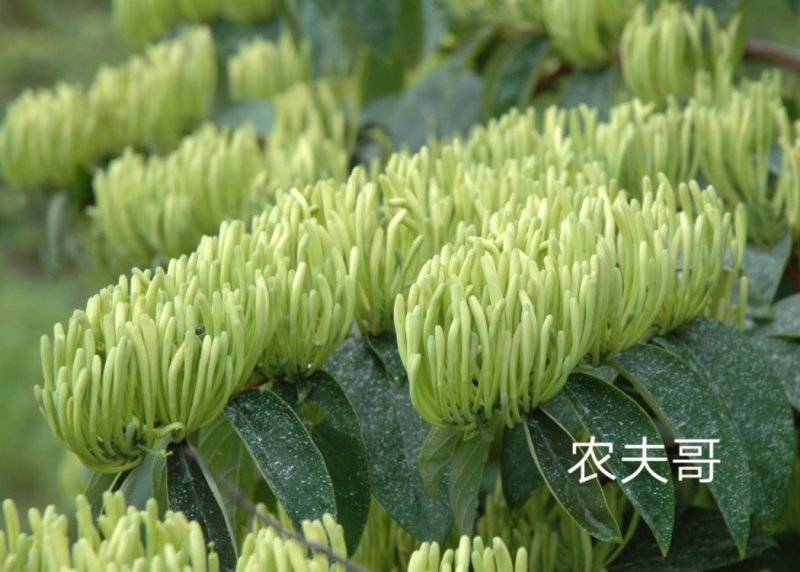湘蕾金银花苗【顺丰包邮】