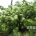 湘蕾金银花苗【顺丰包邮】