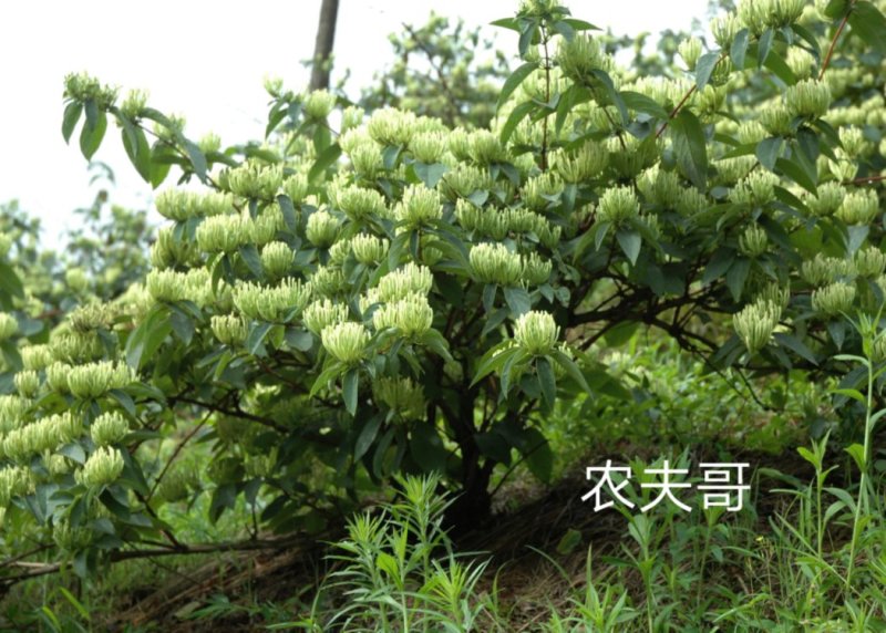 湘蕾金银花苗【顺丰包邮】