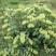湘蕾金银花苗【顺丰包邮】