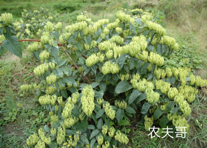 湘蕾金银花苗【顺丰包邮】