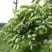 湘蕾金银花苗【顺丰包邮】