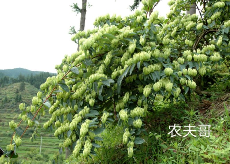 湘蕾金银花苗【顺丰包邮】
