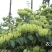 湘蕾金银花苗【顺丰包邮】