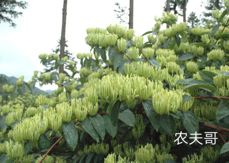 湘蕾金银花苗【顺丰包邮】