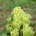 湘蕾金银花苗【顺丰包邮】