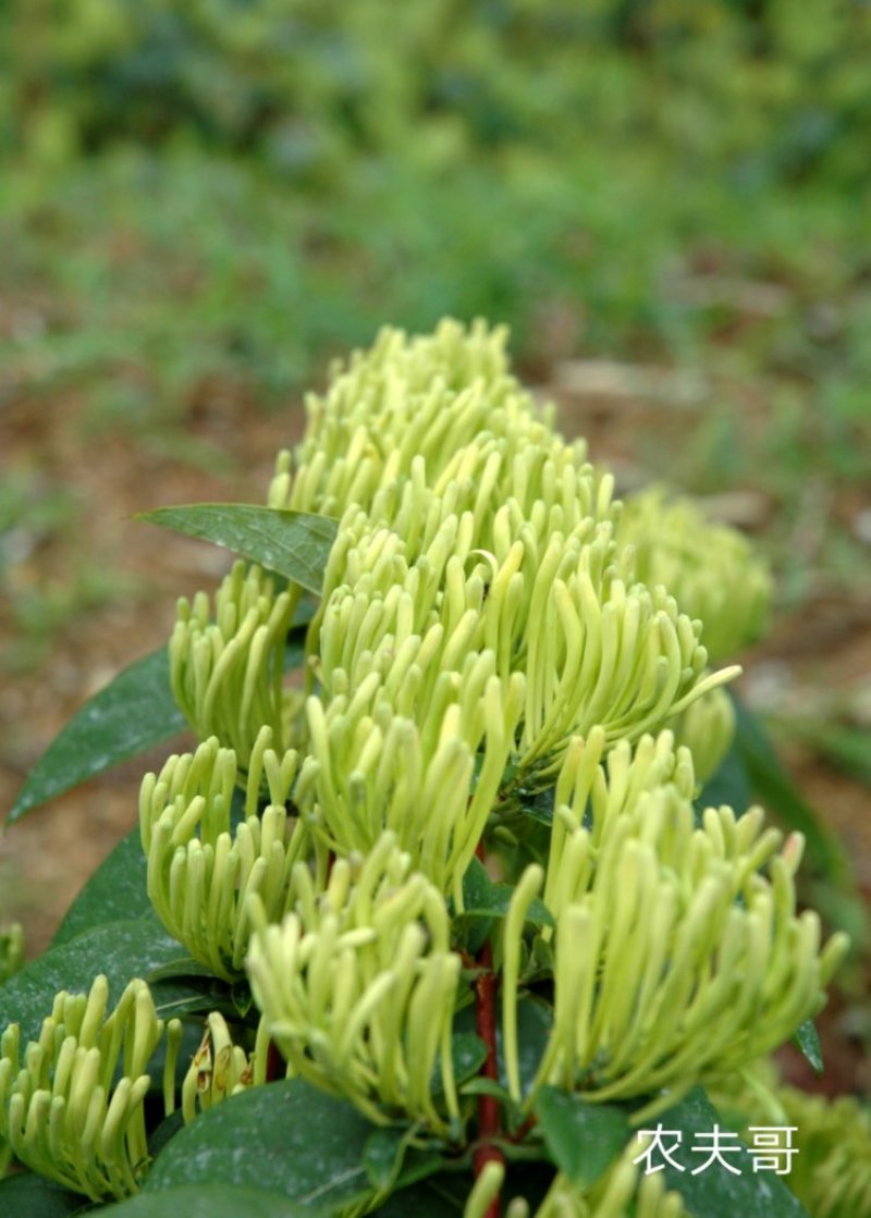 湘蕾金银花苗【顺丰包邮】